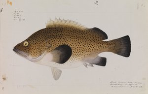 Eastern Wirra, Acanthistius ocellatus by Arthur Bartholomew